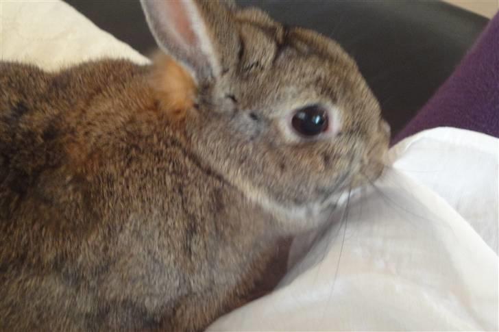 Kanin Ninus <3 billede 10
