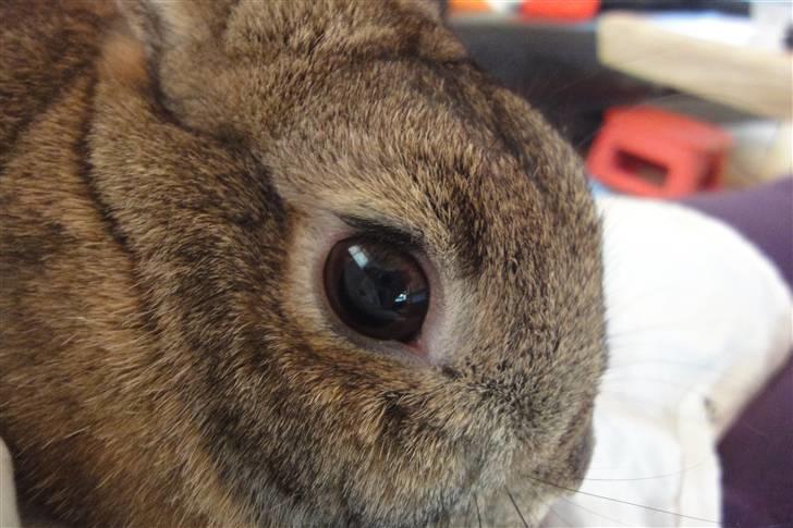 Kanin Ninus <3 billede 11