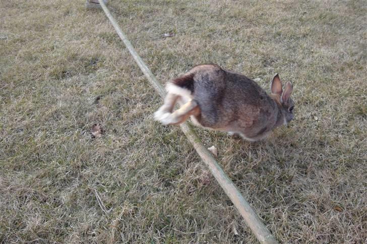 Kanin Ninus <3 - Hun kan da springe lidt ;) billede 12