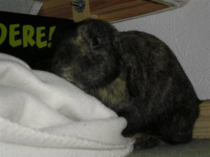 Kanin Ninus - Ninus sidder under min seng(: billede 12