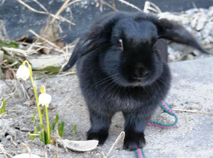 Kanin | Bella - Søde, smukke blomsterbarn :) billede 16