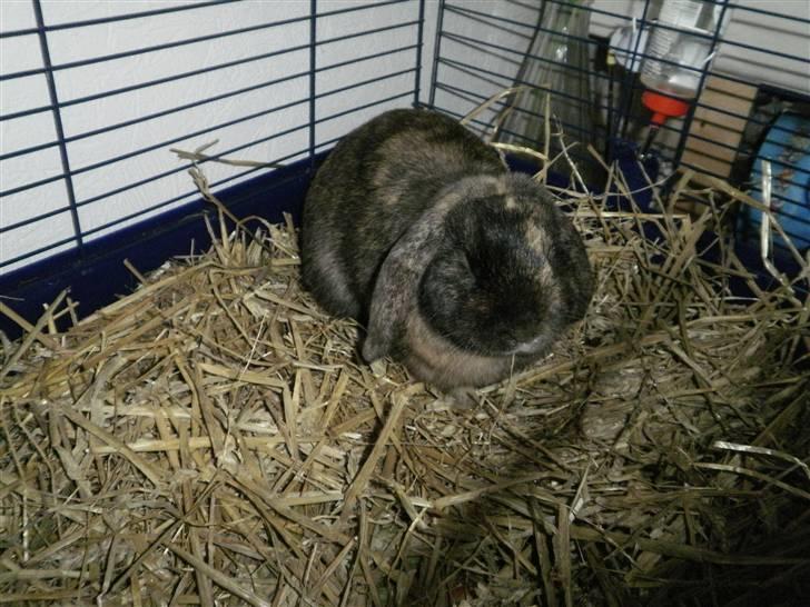 Kanin Ninus - I buret billede 13