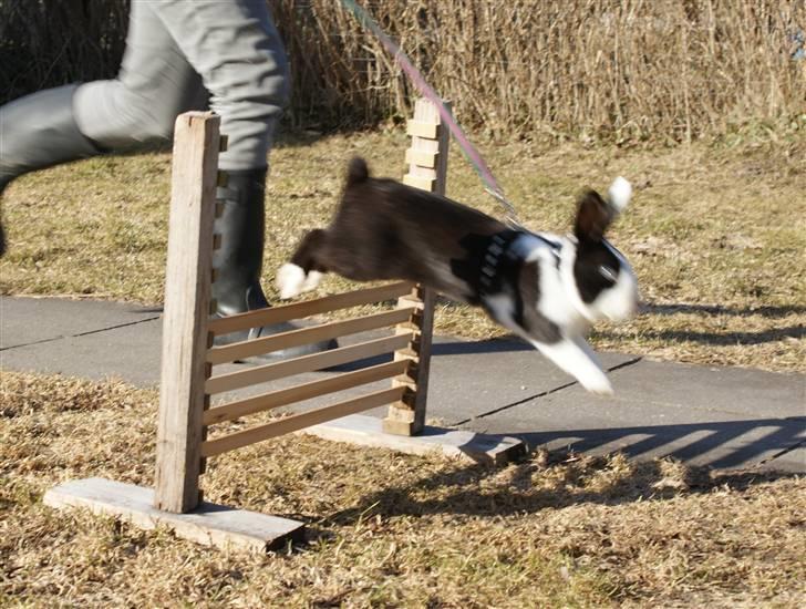 Kanin | Django R.I.P. - Træning d.19/3-11. billede 16