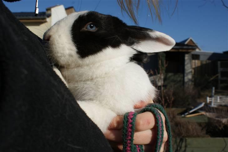 Kanin | Django R.I.P. - En lille hyggestund <3 billede 17