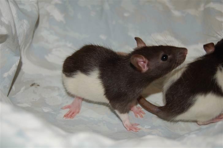 Tamrotte London Tipton billede 1