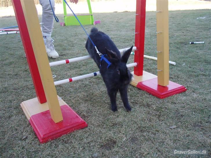 Kanin Roses Flicka billede 6