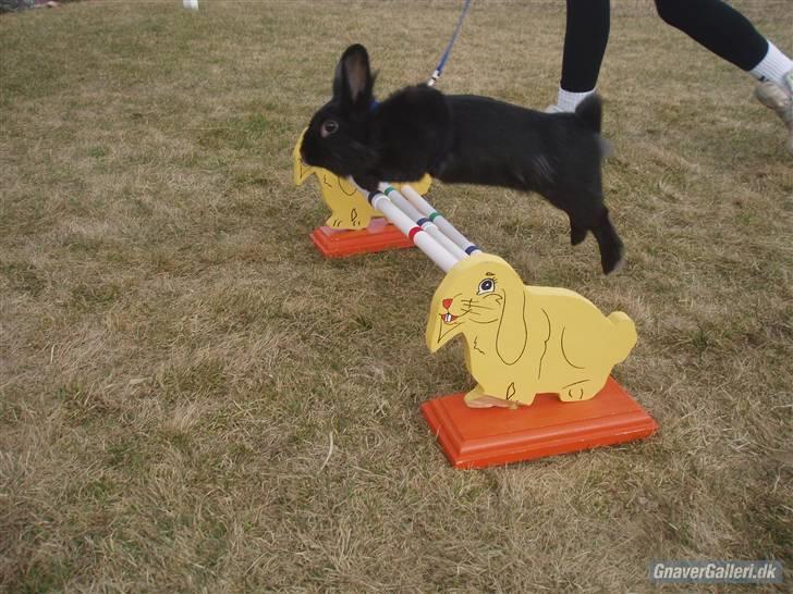 Kanin Roses Flicka billede 7