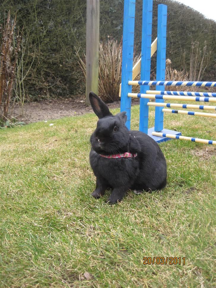 Kanin Little Miss Twister - Twister er en lille sød en :-) Billede: mig billede 11