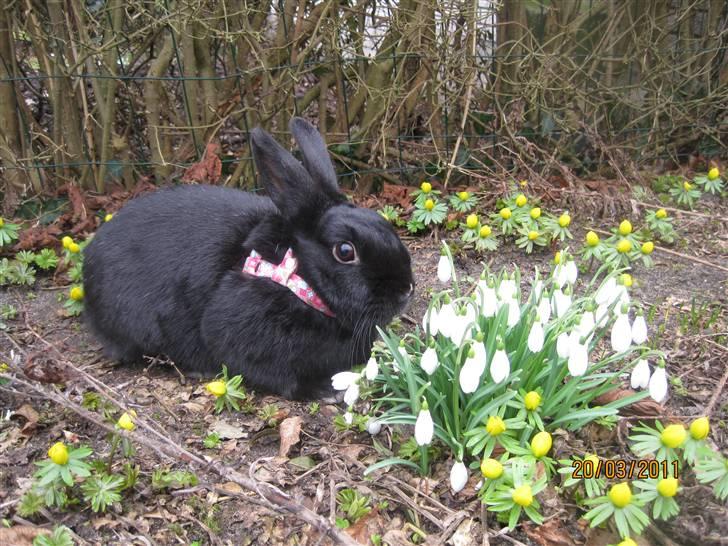 Kanin Little Miss Twister - Twister til påske :-) Billede: mig billede 12