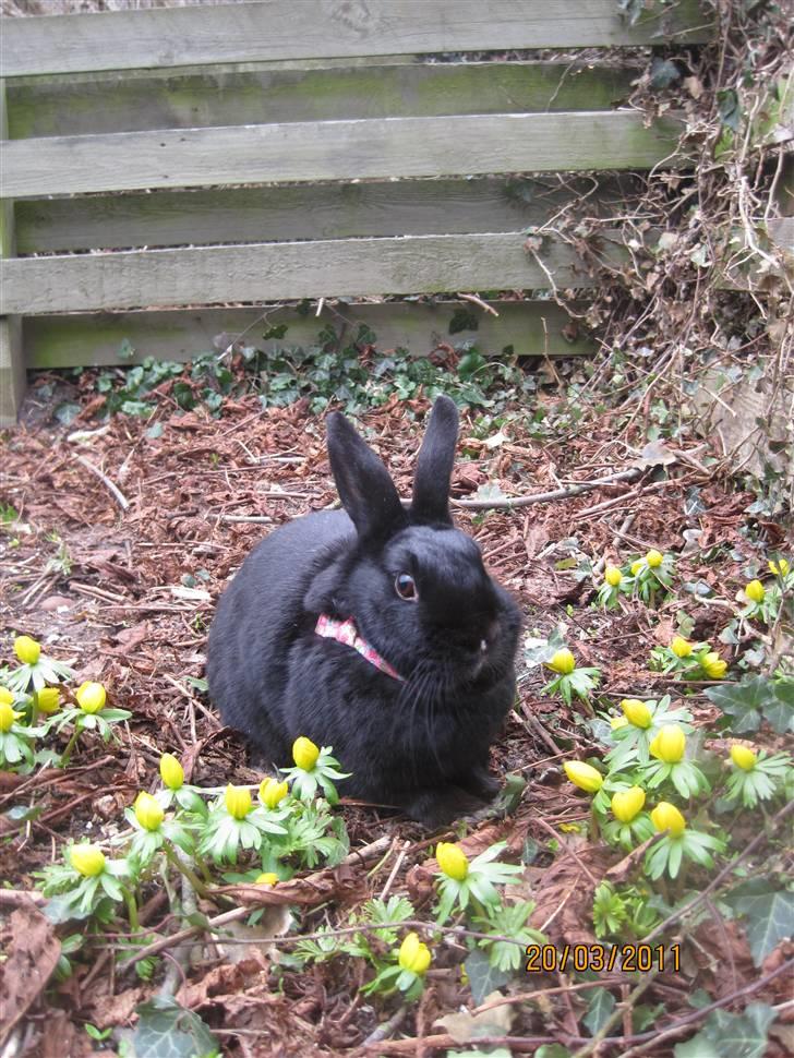 Kanin Little Miss Twister - Billede: mig billede 13