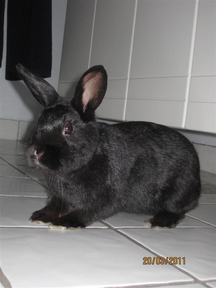 Kanin Little Miss Twister - Twister på besøg indenfor :-) Billede: mig billede 14