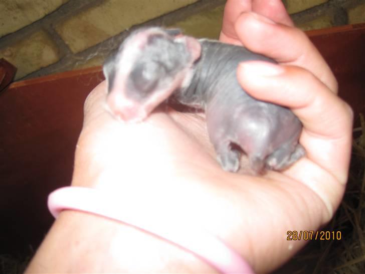 Kanin Stald Antons Toffifee - Toffifee som lille baby :) 4 dage gammel. Billede: mig billede 3