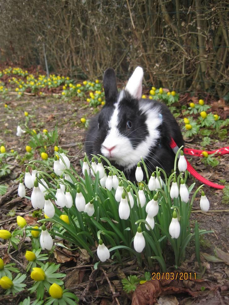 Kanin Stald Antons Toffifee - Min lille pølle er glad for påske-blomster :-) Billede: mig billede 15