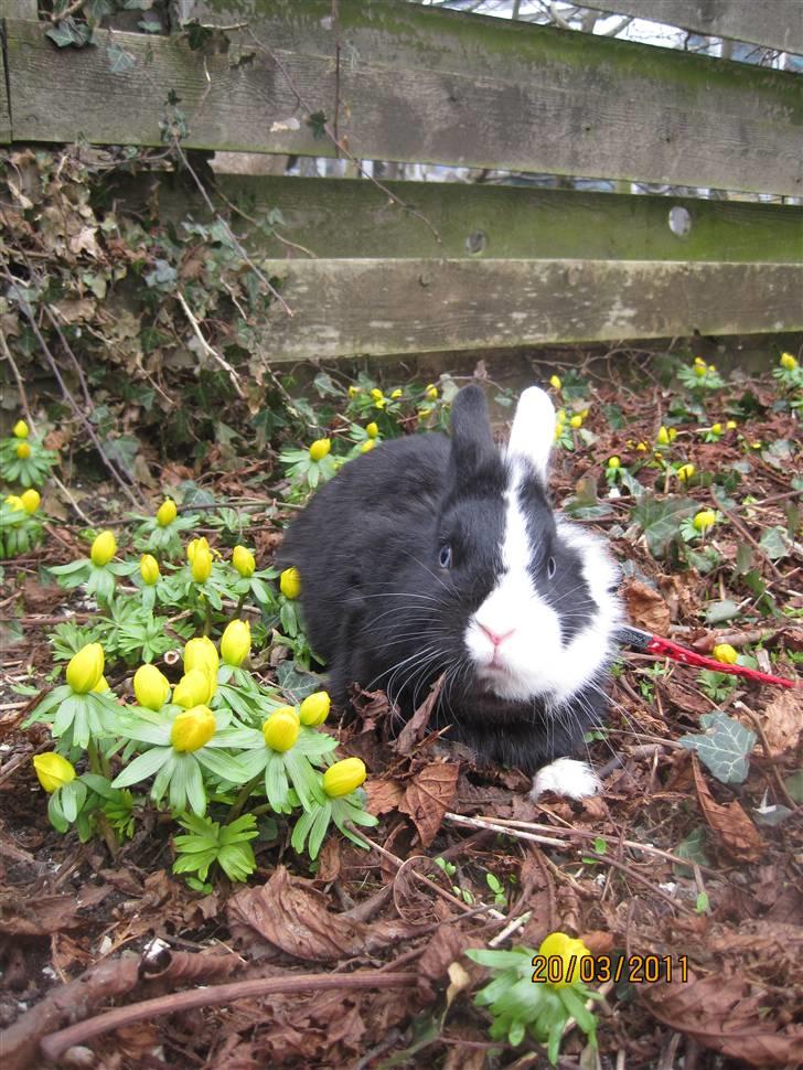 Kanin Stald Antons Toffifee - Billede: mig billede 16