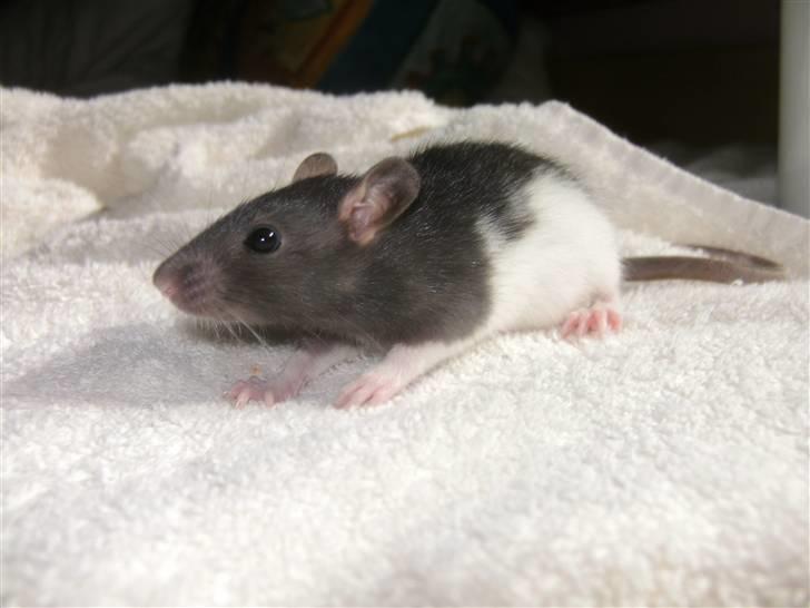 Tamrotte London Tipton billede 2