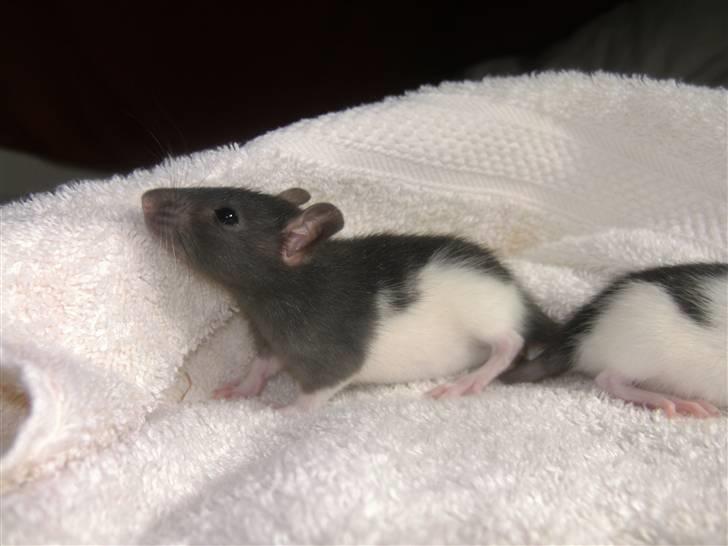 Tamrotte London Tipton billede 3