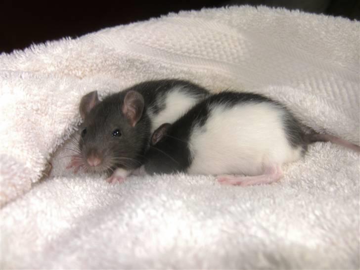 Tamrotte London Tipton - Darling som gemmer sig under Tipton<3 :D billede 4