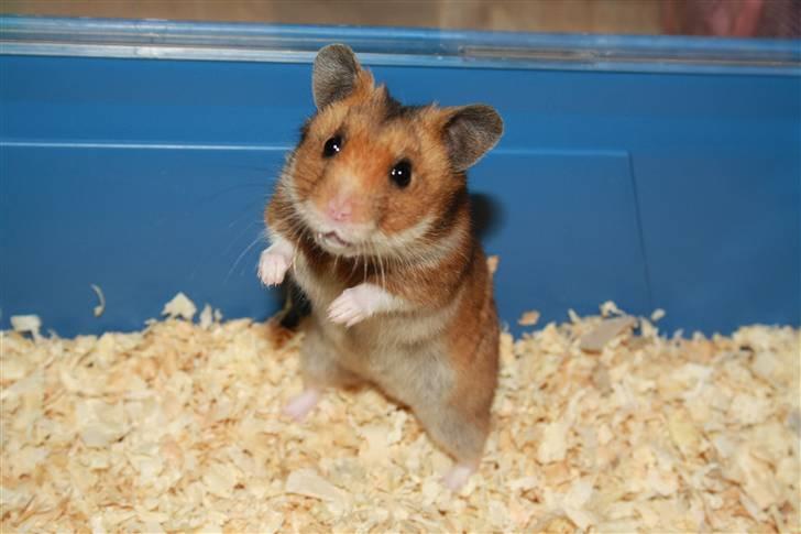 Hamster Rody - Velkommen til Rody´s profil! Fotograf: mig selv. billede 1