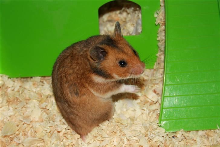 Hamster Rody - Fotograf: Mig selv. : ) billede 2