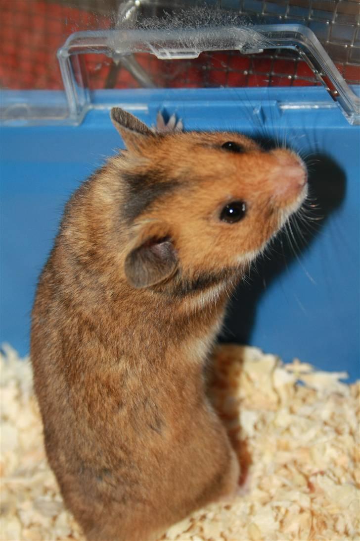 Hamster Rody - Fotograf: Mig selv. : ) billede 3