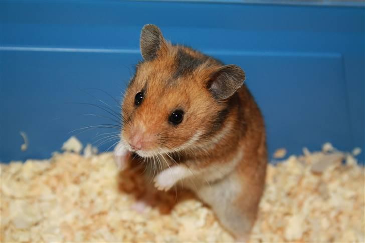 Hamster Rody - Fotograf: Mig selv. : ) billede 4