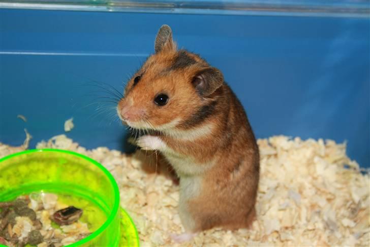 Hamster Rody - Fotograf: Mig selv. : ) billede 5