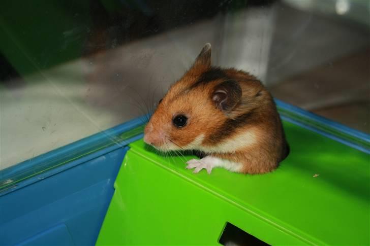 Hamster Rody - Fotograf: Mig selv. : ) billede 6