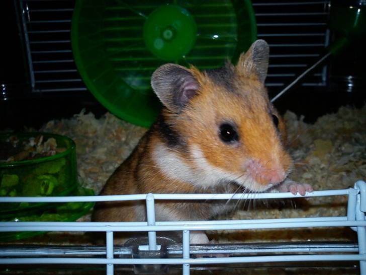 Hamster Rody - foto: taget med mobil af min søster billede 7