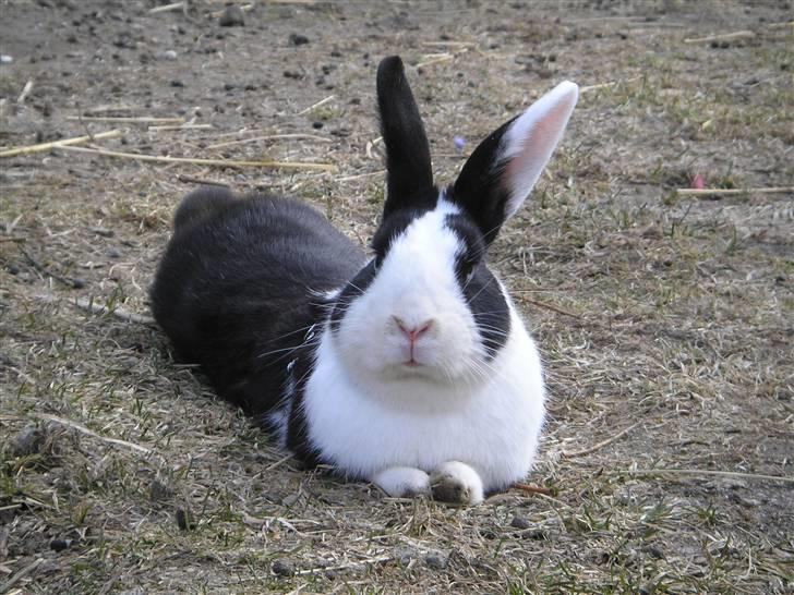 Kanin | Django R.I.P. - Tak for kigget - læg en bedømmelse og kommentar, så bliver jeg glad :) billede 21