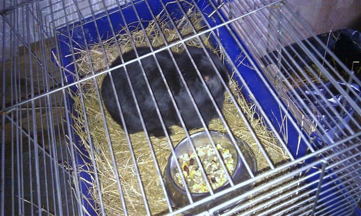 Kanin Nadia - kigge på hvad mor laver ved sally billede 7