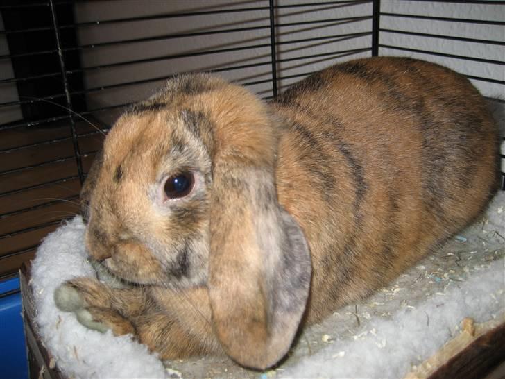 Kanin mimi... <3 R.I.P billede 1