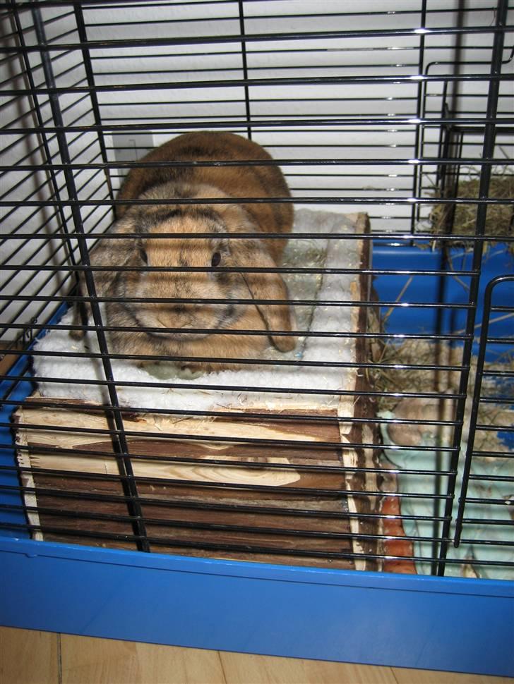 Kanin mimi... <3 R.I.P billede 2