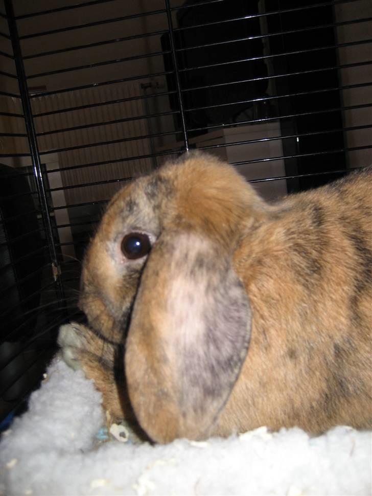 Kanin mimi... <3 R.I.P billede 3
