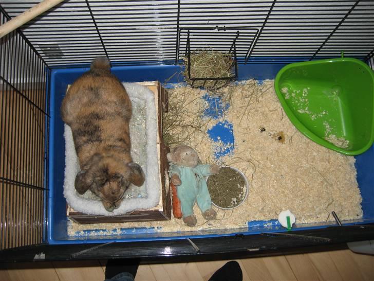 Kanin mimi... <3 R.I.P billede 4