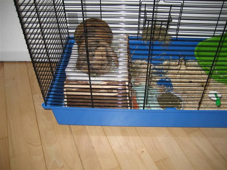 Kanin mimi... <3 R.I.P billede 5