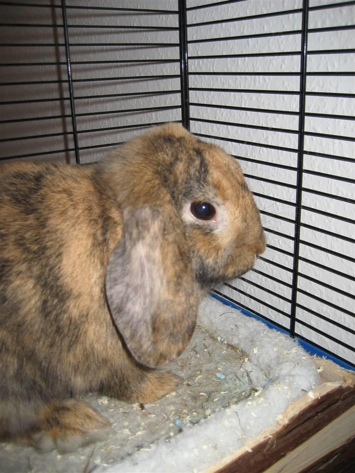 Kanin mimi... <3 R.I.P billede 6