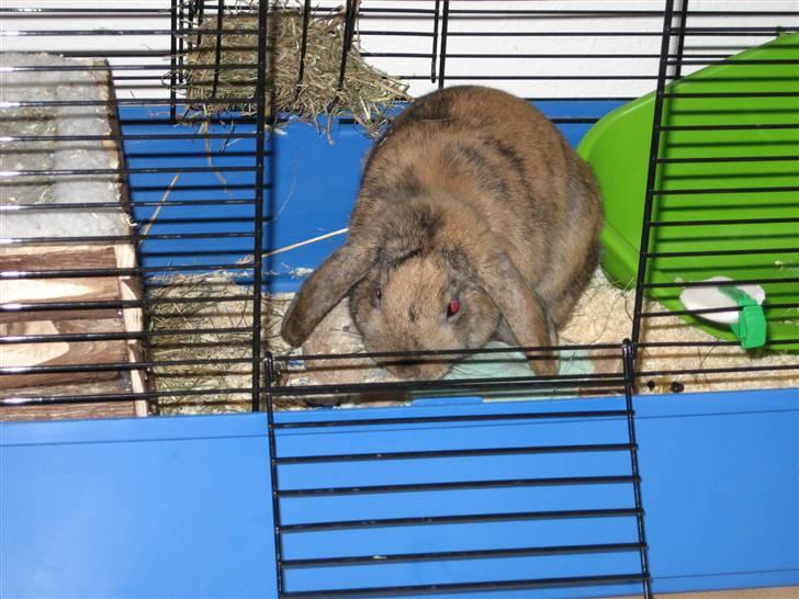 Kanin mimi... <3 R.I.P billede 7