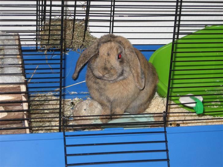 Kanin mimi... <3 R.I.P billede 8