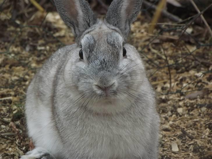 Kanin Elliot - Tykke!<3 billede 8