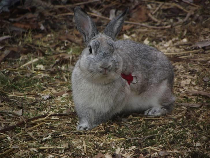 Kanin Elliot billede 9