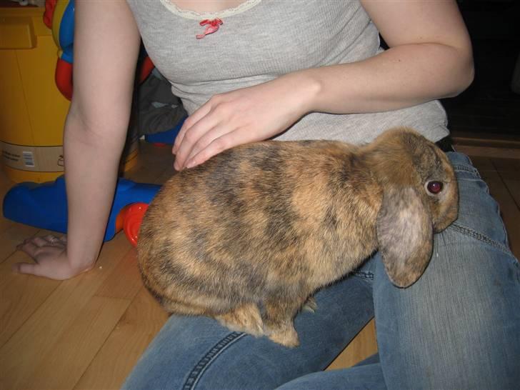 Kanin mimi... <3 R.I.P billede 9