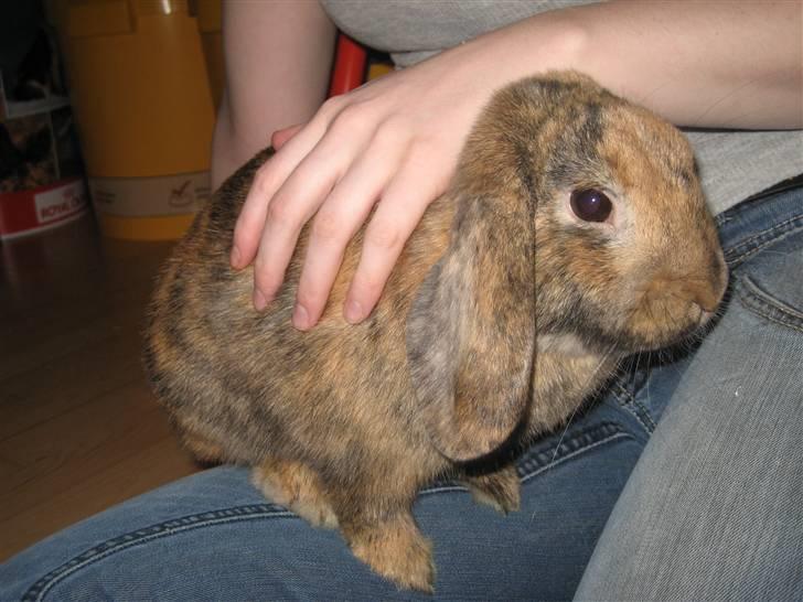 Kanin mimi... <3 R.I.P billede 10