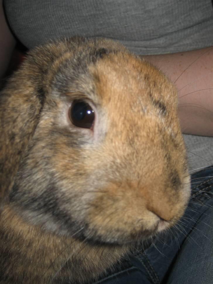 Kanin mimi... <3 R.I.P billede 11