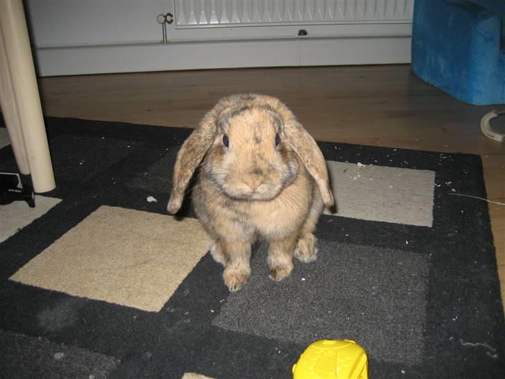 Kanin mimi... <3 R.I.P billede 12
