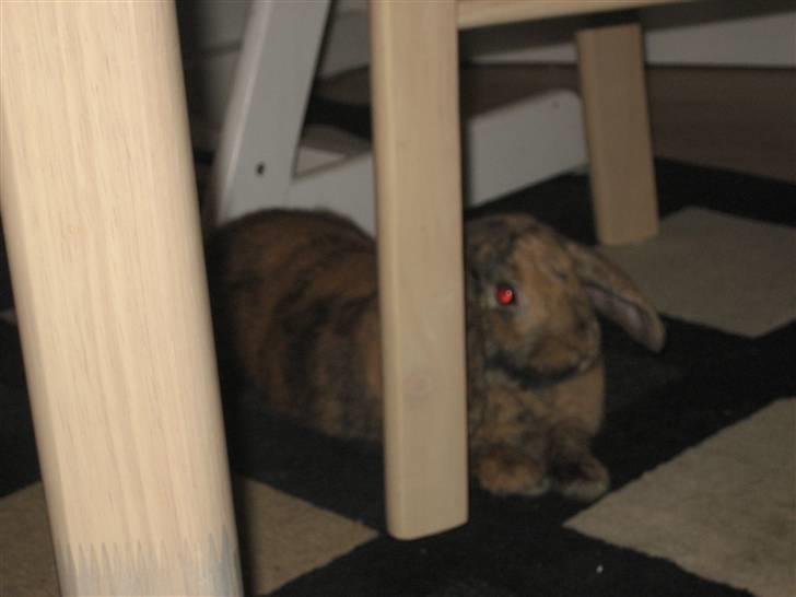 Kanin mimi... <3 R.I.P billede 13