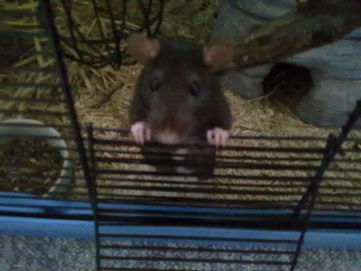 Tamrotte Piper *R.I.P* billede 11