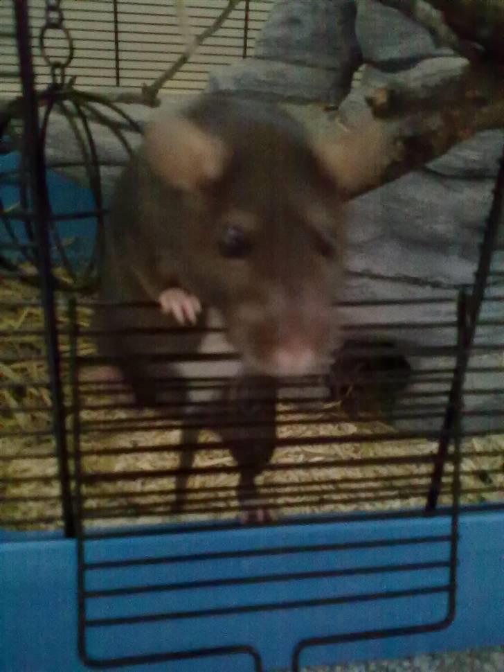 Tamrotte Piper *R.I.P* billede 12