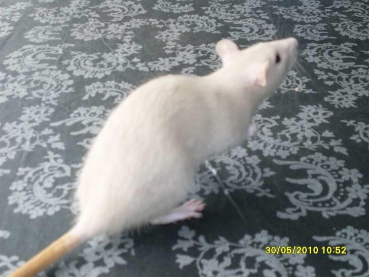 Tamrotte Dusty Tresure *R.I.P* billede 12