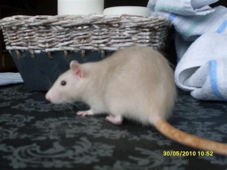 Tamrotte Dusty Tresure *R.I.P* billede 13