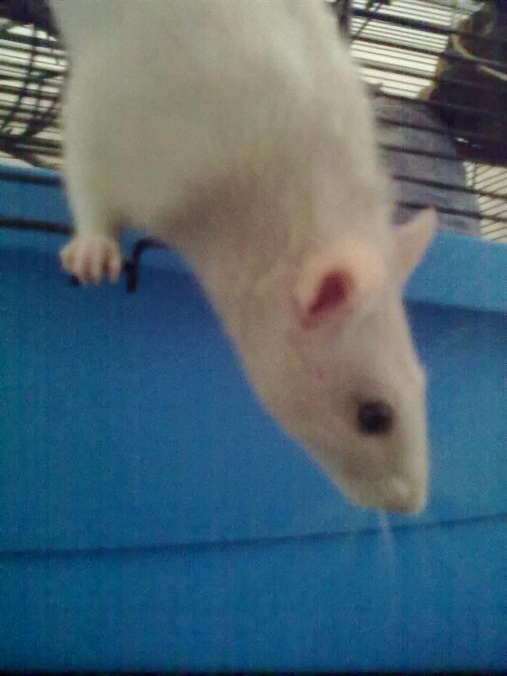 Tamrotte Dusty Tresure *R.I.P* billede 14